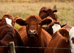 Livestock close-up in farm setting